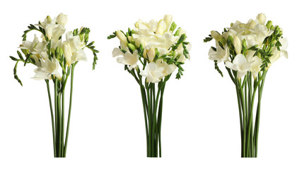 Obraz premium Set of beautiful freesia flowers isolated on white