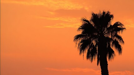 A silhouette of a palm tree against an orange sunset sky, creating an atmospheric and romantic scene with warm hues and natural beauty.