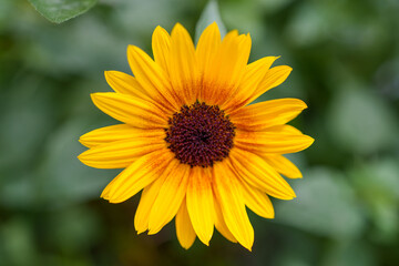 yellow flower in the garden