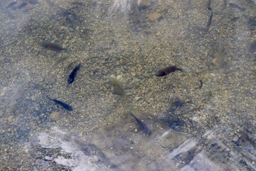 A close view of the fish swimming in shallow water.