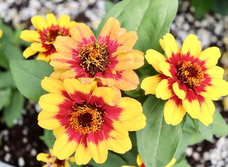 The pretty multi color flowers in the garden.