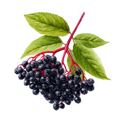 Elderberry in watercolor style, vector illustration, isolated on white background.
