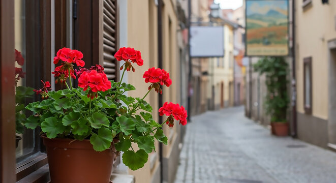 Charming European Street with Vibrant Red Flowers in Pots