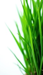 Fototapeta premium Neatly trimmed grass segment, sharp edges, pure white backdrop , background, macro, summer