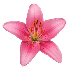 a vibrant pink lily flower with six wide petals, revealing prominent yellow-orange stamens and pistil in its center