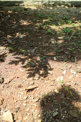 Dry Rocky Soil with Scattered Plants and Shadows