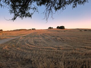 Golden fields stretch across the horizon at dusk with gentle evening light illuminating the landscape in serene rural setting