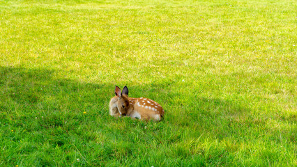 Spotted little fawn lies in meadow on sunny summer day. Ungulates in their natural habitat