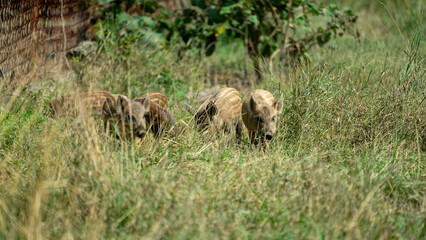 Small wild boar cubs run in grass. Wild animals in their natural habitat