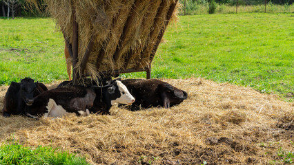 Black cow with white muzzle lies on straw next to feeder in paddock in meadow or on farm surrounded by other cows on sunny summer day. Cattle breeding