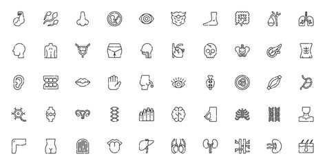 Human body icon set. Medical anatomy vector collection. Includes bicep, sperm, nose, fetus, eye, beard, foot, organs, skeleton, dna and more. Editable linear icons.