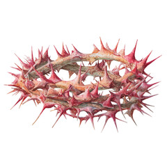 Obraz premium Watercolor vector illustration of Crown Of Thorns, isolated on white background.
