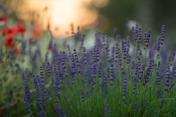 Lavandula (lavender) ornamental plant in cottage garden with violet flowers. Close up od Lavandula angustifolia in the morning light. Wallpaper.
