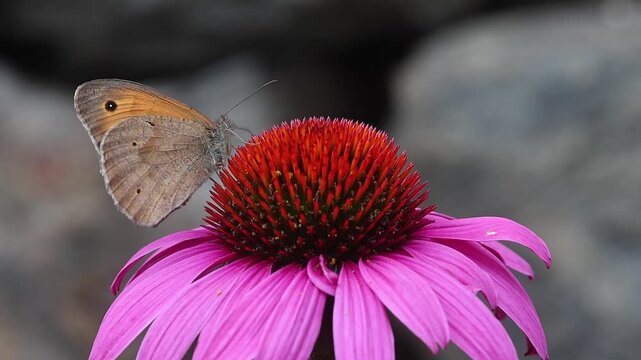 maniola jurtina gatekeeper meadow brown butterfly and bumble bee on echinacea purpurea bossom