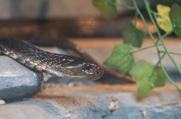 A Monocled Cobra inside an enclosure a zoo