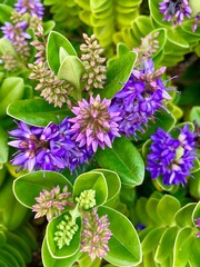 purple flowers in the garden