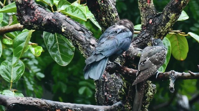 Asian Koel with Black crow on the branch of tree in forest