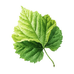 Mulberry Leaf, watercolor painting, vector illustration, isolated on a white background.