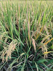 green paddies start yellowing