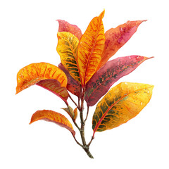 Fototapeta premium A watercolor painting of Croton, vector illustration on white background.