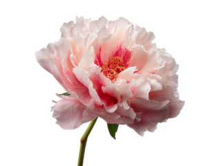 Delicate pink peony with ruffled petals and vibrant center on black flower white, Isolated, Transparent Png