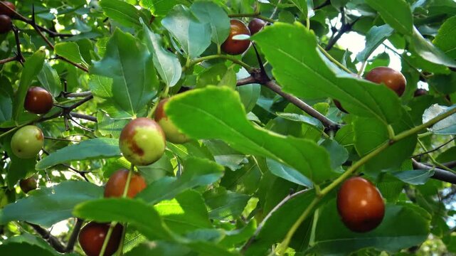 ripe jujube ( Z&iacute;z&iacute;phus juj&uacute;ba ) fruits on a tree on a sunny autumn day