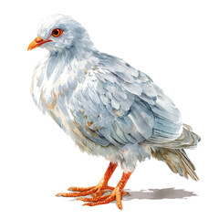 Kagu in watercolor style, vector illustration, isolated on white background.