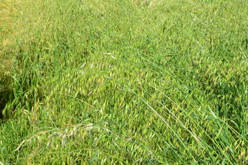 Lush Green Field of Oats in Sunlight