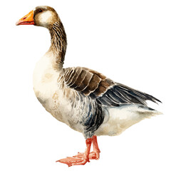 A watercolor painting of Goose, vector illustration on white background.