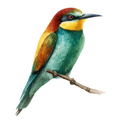 Bee-eater in watercolor style, vector illustration, isolated on white background.