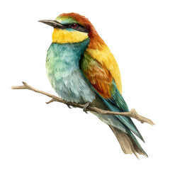 Bee-eater, watercolor painting, vector illustration, isolated on a white background.