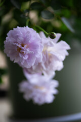 Blooming purple flowers