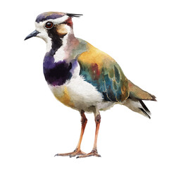 Lapwing in watercolor style, vector illustration, isolated on white background.
