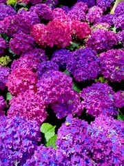 Obraz premium pink and purple hydrangeas