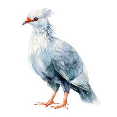 Kagu in watercolor style, vector illustration, isolated on white background.