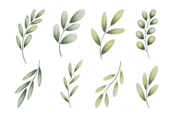 Watercolor illustration set of olive leaves and soft green branches. Botanical watercolor vector illustration.