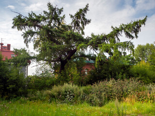 A beautiful spreading tall larch grows on the edge of a clearing near the houses. Due to the lush vegetation, houses are almost invisible. Natural landscape with larch.