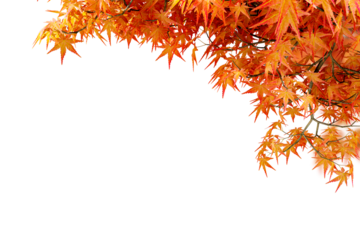 autumn leaves isolated on white
