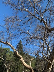 Nature graphics: intertwining branches against the endless blue sky.