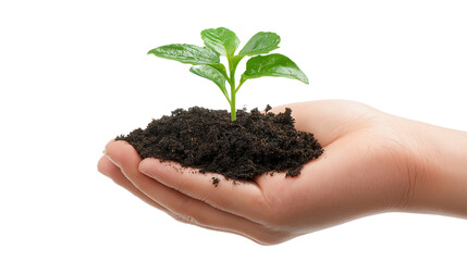 A hand holding a plant in dirt