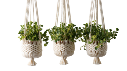 Three white hanging plants with green leaves
