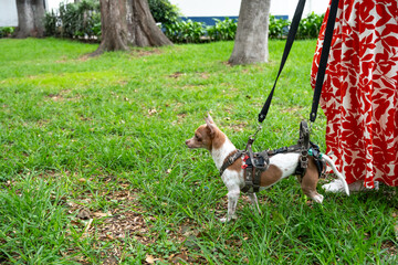 Disabled Dog Using Support Harness for Walking in Green Park