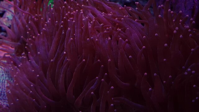 Closeup of an Elegance Coral submerged in an aquarium with fish.