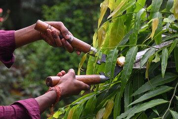 Pruning Polyalthia longifolia tree with big scissors. Gardener pruning the trees in his garden....