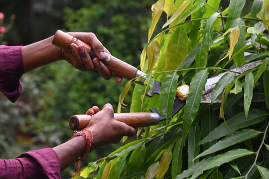 Pruning Polyalthia&nbsp;longifolia tree with big scissors. Gardener pruning the trees in his garden. Gardening or garden work.