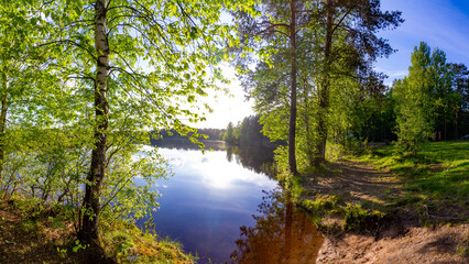 Tranquil panoramic view of birch trees on the lake shore with calm water and golden backlight....