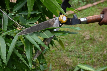 Pruning Polyalthia longifolia tree with big scissors. Gardener pruning the trees in his garden....