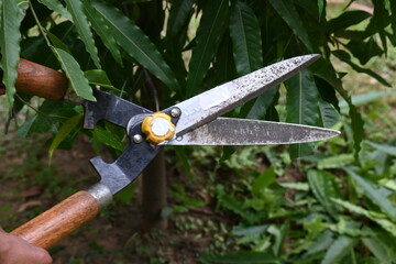 Pruning Polyalthia&nbsp;longifolia tree with big scissors. Gardener pruning the trees in his garden. Gardening or garden work.