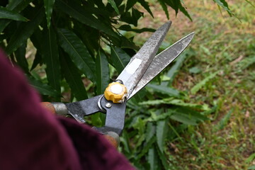 Pruning Polyalthia longifolia tree with big scissors. Gardener pruning the trees in his garden. Gardening or garden work.