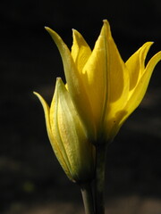 yellow tulip on black background